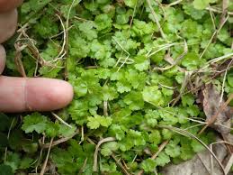 Image result for Hydrocotyle sibthorpioides