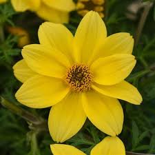 Image result for Bidens kirkii