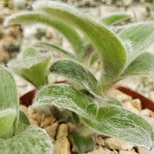 Image result for Cyanotis sp. aff. C. lapidosa