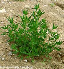 Image result for Atriplex patula