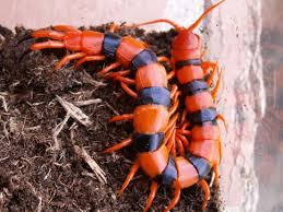 Black And Yellow Millipede India Indian Giant Tiger Centipede Scolopendra Hardwickei