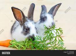 You can give your rabbit a small number of carrot leaves every day. Two Little Rabbits Image Photo Free Trial Bigstock
