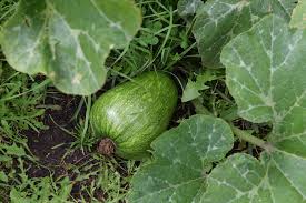 Maybe you would like to learn more about one of these? Growing Butternut Squash Is Easier Than You Think