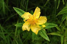 Image result for Hypericum peplidifolium