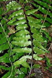 Image result for Asplenium gemmiferum
