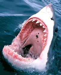 There are 3410 white shark tooth for sale on etsy, and they cost 26,03 $ on average. Closeup Pic Of Great White Shark Flashing Rows Of Teeth Interestingasfuck