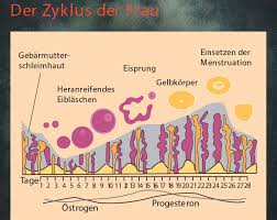 In der mitte des zyklus, also am 14. Https Xn Machpis D1a Ch Die Frau