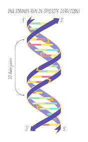 Choose from 435 different sets of flashcards about complementary base pairing on quizlet. The Structure Of Dna Genetics The Structure Of Dna