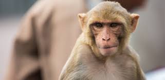 In humans, it can attack the central nervous system and cause brain. China S First Human Infection Case Of Monkey B Virus Dies Report Deccan Herald
