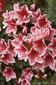 Rhododendron Evergreen Azalea Mardi Gras A Low Spreading Belgian Indica Azalea Grown In Australia And New Zealand Mardi Gras Photos Azaleas Small Plants