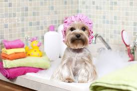 12 Things You Know To Be True If Your Dog Runs Your Life Online Pet Supplies Dog Spa Pets