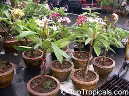 Growing A Plumeria Tree Q I Have A Graft Plumeria That Is Growing Sideways The Leaves Seem To Be Growin Fast Growing Shade Trees Fragrant Plant Plumeria Tree