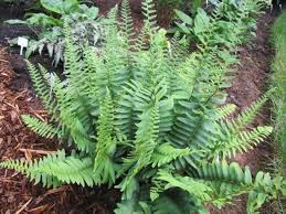 Check spelling or type a new query. Ask A Master Gardener How To Care For Christmas Ferns Home And Garden Nrtoday Com