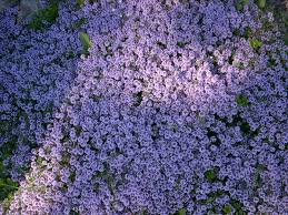 The thymus family encompasses a broad group of plants and herbs, all of which thrive in moderate climates. Creeping Thyme Soft Aromatic Foliage Is Covered With Flowers That Fade Throughout The Summer Deep Green Fol Evergreen Herbs Ground Cover Ground Cover Plants