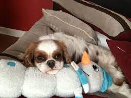 The Ultimate Snuggle Buddy Cavalier King Charles Spaniel Cavalier King Charles Cavalier King Charles Spaniel Charles Spaniel