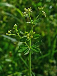 Image result for Galium