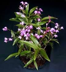 Image result for Bonatea antennifera