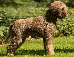 Maybe you would like to learn more about one of these? Lagotto Romagnolo Breeds A To Z The Kennel Club