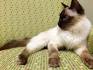 10 Hypoallergenic Cat Breeds | PetMD