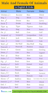 List Of Masculine And Feminine Gender Of Animals Learn English Words English Vocabulary Words Learn English Vocabulary