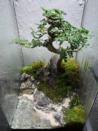 Check spelling or type a new query. My First Terrarium Bonsai Made It In Class Yesterday Not Sure What Plant That Is Though Bonsai