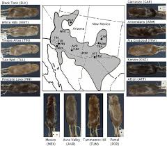 The theory of evolution by natural selection is simple, elegant, and profound. Local Adaptation In The Rock Pocket Mouse Chaetodipus Intermedius Natural Selection And Phylogenetic History Of Populations Heredity