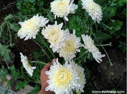 Check spelling or type a new query. Budidaya Bunga Aster Di Pekarangan Dengan Mudah