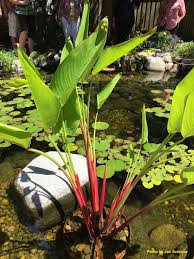 Image result for Thalia geniculata