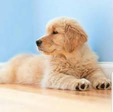 We did not find results for: Golden Retriever Breeders Near Skowhegan Maine