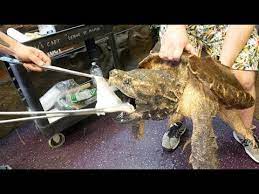 Snapping turtles have a very strong bite and powerful jaws that are designed to cut, not crush. Alligator Snapping Turtle Bite Slow Motion Youtube