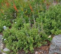 Image result for Coleus welwitschii