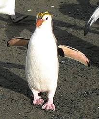 Birds That Cannot Fly With Their Names The Royal Penguin Eudyptes Schlegeli Is A Species Of Penguin Which Can Be Found On The Sub Antarctic Macquarie Island And Adjacent Islands Vogels Dieren