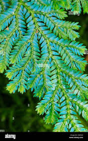 Image result for Selaginella vogelii