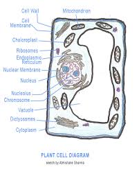 J controls what enters and leave nucleus. Plant Cell Structure And Parts Explained With A Labeled Diagram Biology Wise