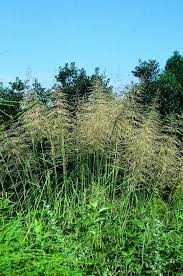 Image result for Sporobolus ioclados