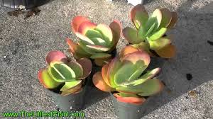 5mo · seamonster1609 · r/succulents. Flapjack Plant Kalanchoe Thyrsiflora Paddle Pancake Youtube