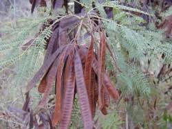 Image result for Leucas songeana