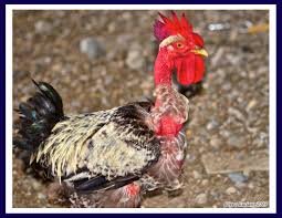 3470 south broadway, englewood, colorado 80113, united states. Gallo Pelon O Gallo Cuello Desnudo Jose Rafael Lopez Luciano Flickr