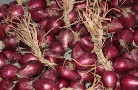 Die zwiebel ist eine der bedeutendsten gemüsesorte für die deutsche küche. Rote Tropea Zwiebeln Aus Kalabrien Cod 7744