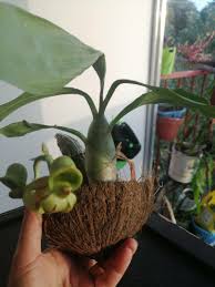 Image result for Dichapetalum macrocarpum