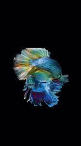 Ultra Vibrant Colour Live Fish Wallpaper Animal Wallpaper Fish Wallpaper