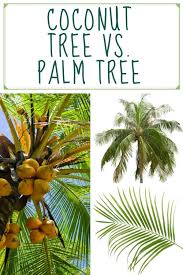 We could elaborate, but we won't. Coconut Tree Vs Palm Tree How To Identify The Difference Fallsgarden