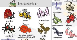 Maybe you would like to learn more about one of these? Names Of Insects List Of Insects In English With Pictures 7esl