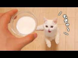 あまり鳴かないポムさんのへんてこ鳴き声特集 youtube 子猫 ミルク 子猫 とか