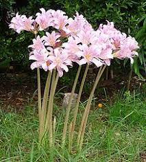 Surprise Lily Long Stem Flowers Lily Bulbs Plants