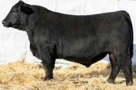 GW JAILBREAK 555J • ORIgen Semen & Certificates for sale