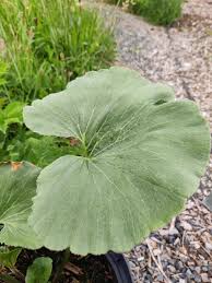 Image result for Gunnera perpensa