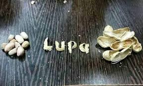 Ingatlah ibu pertiwi, kita lahir dari rahimnya. Kacang Lupa Kulitnya