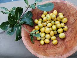 Image result for Manilkara mochisia