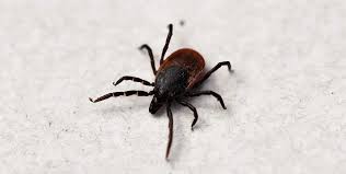 Does lyme disease ever really go away? Tout Savoir Sur La Maladie De Lyme